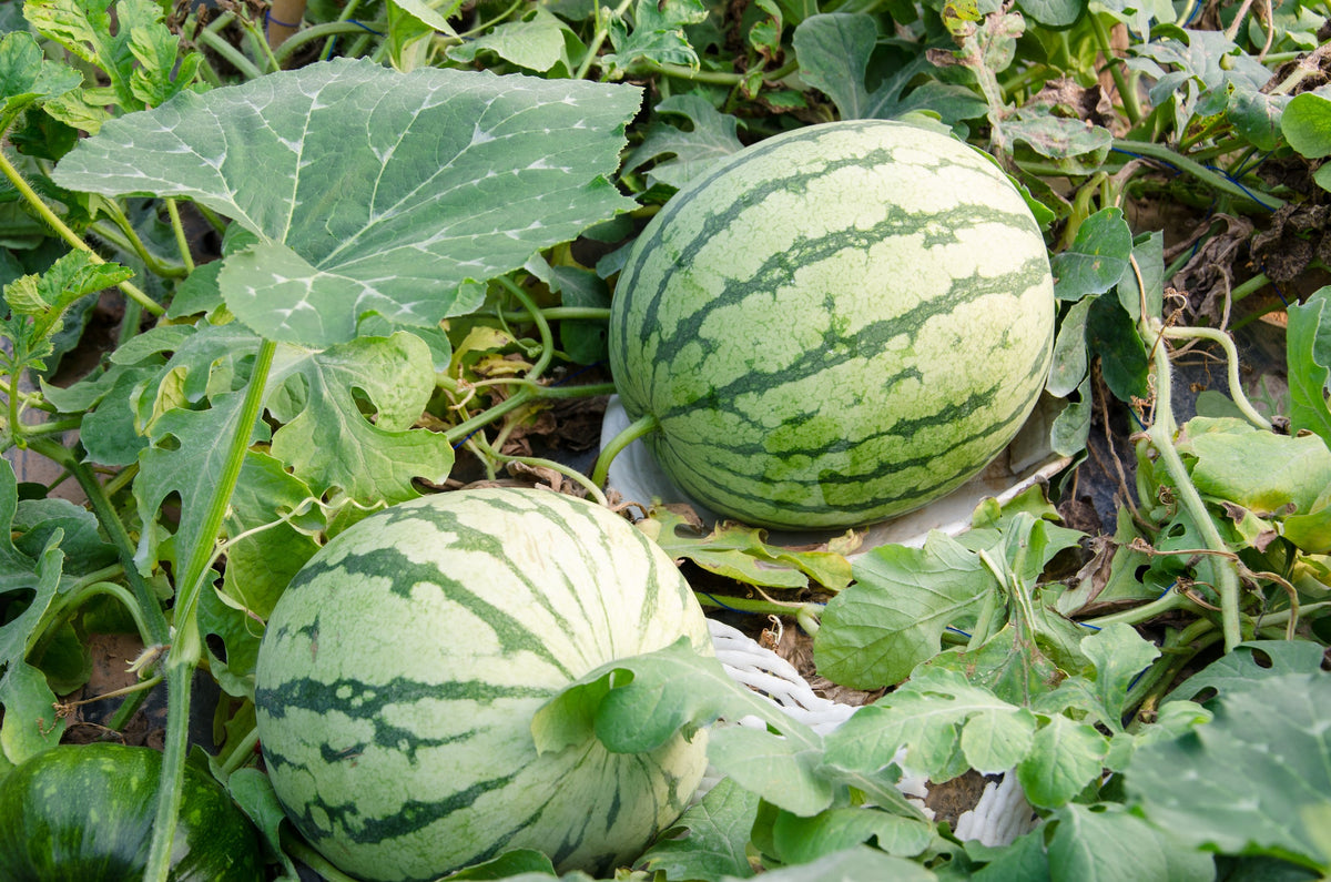 Watermelon Seed