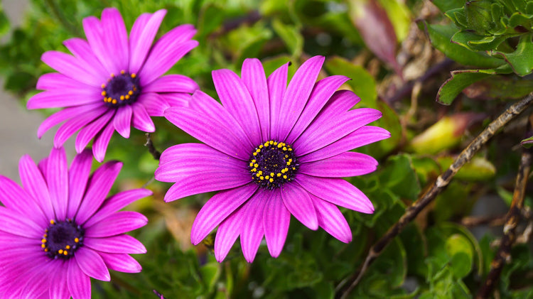 Osteospermum Seeds – African Daisy
