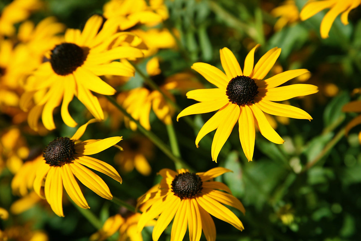 Rudbeckia Seed