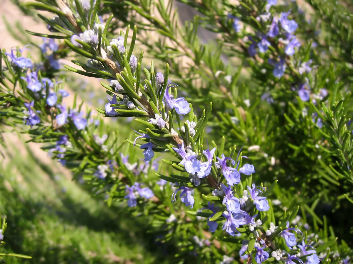 Perennial Herb Seeds
