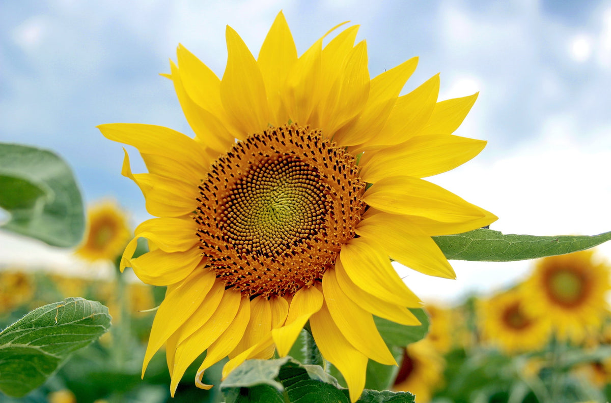 Sunflower Seeds