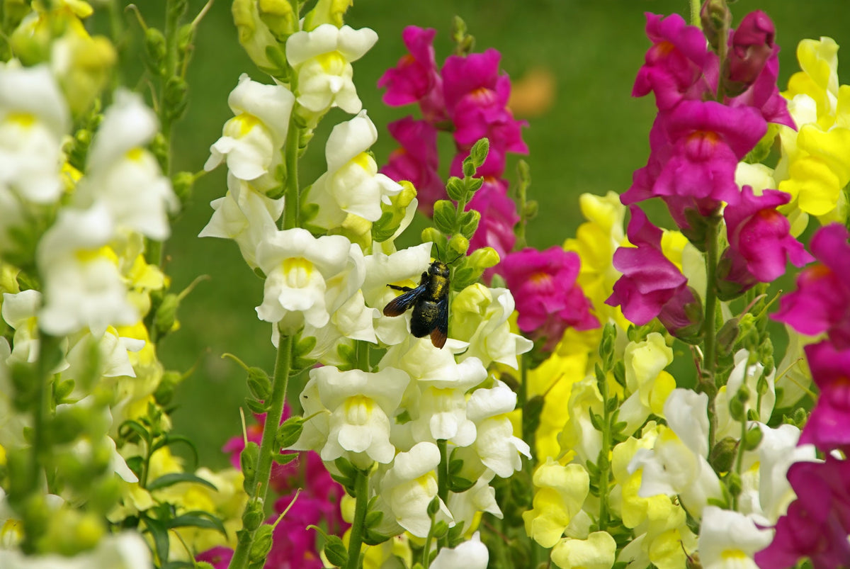 Antirrhinum Seed