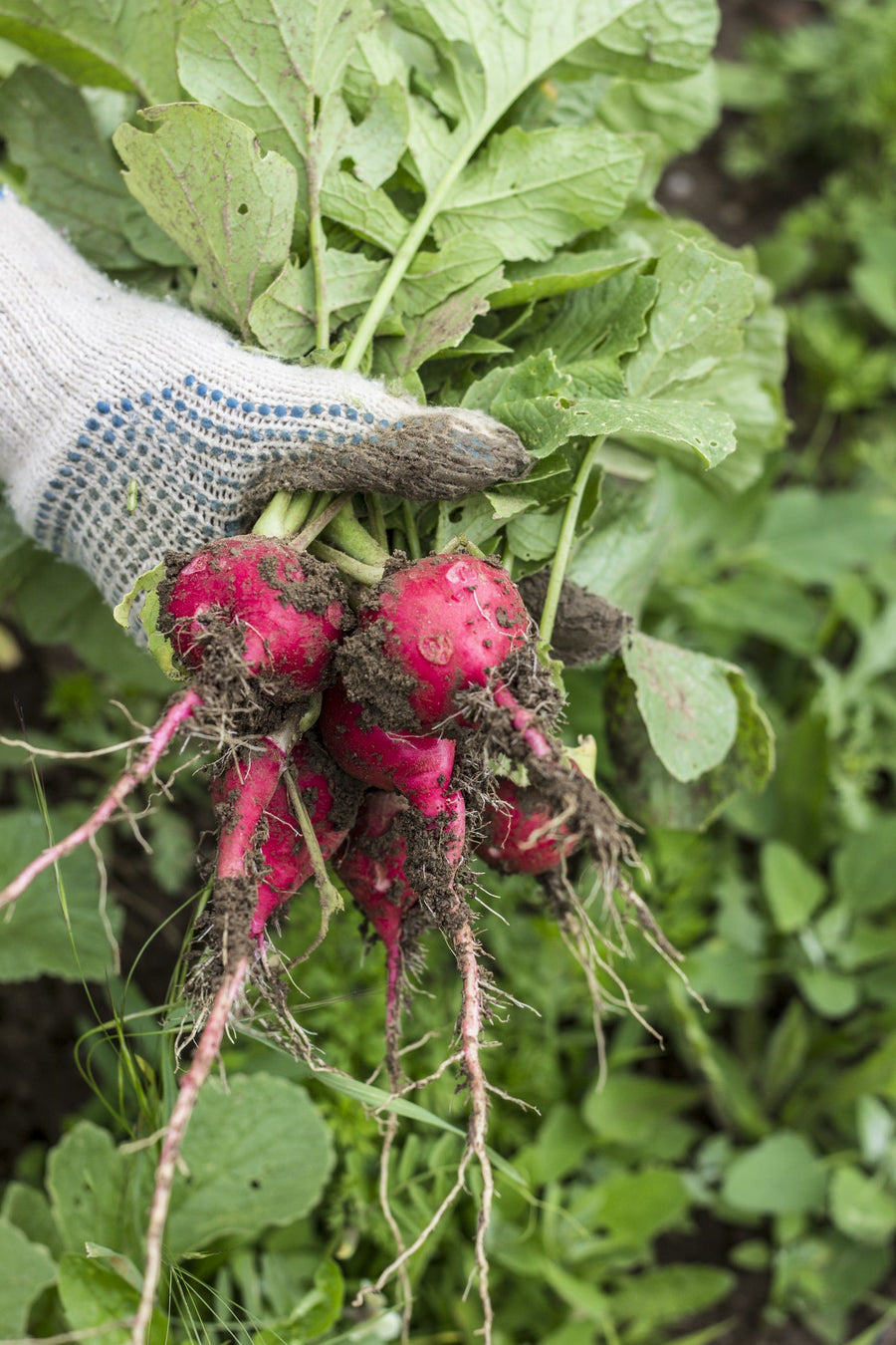 Organic Radish Seed