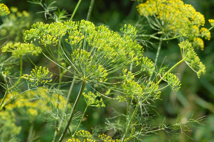 Dill Seeds – Anethum graveolens