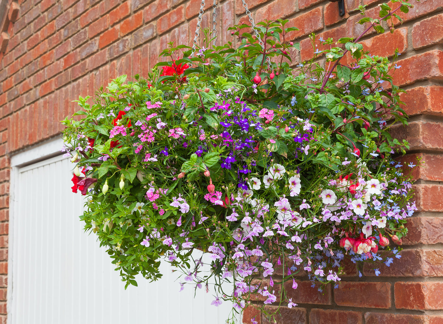 Hanging Baskets