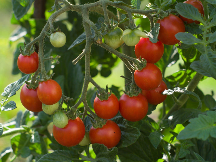 Tomato Seed - Cherry Types