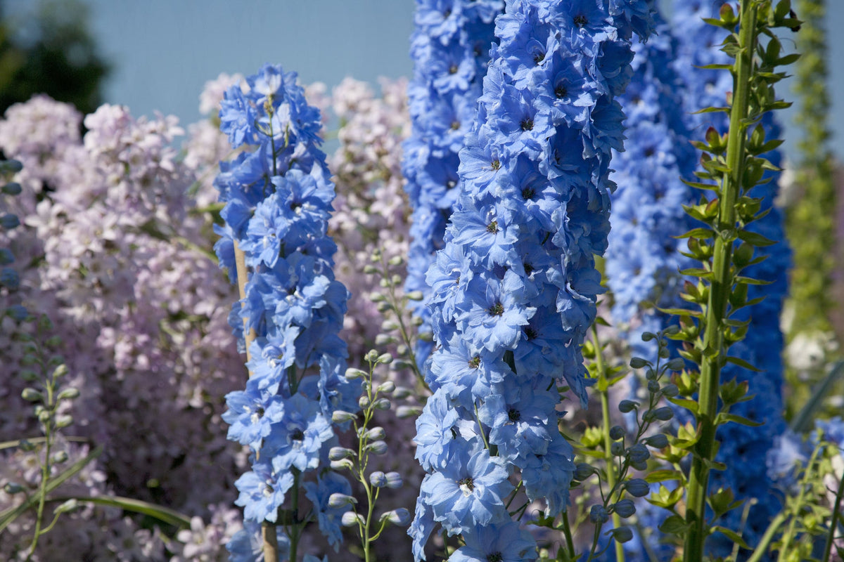 Delphinium Seed
