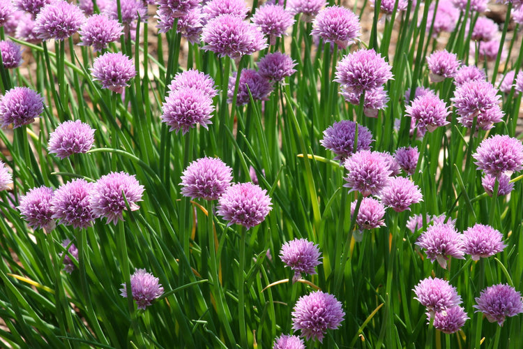 Chives Seeds – Allium schoenoprasum