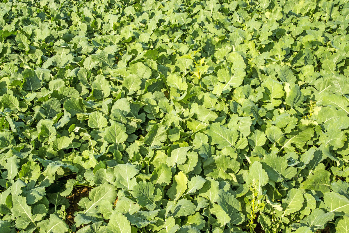 Green Manure Seeds