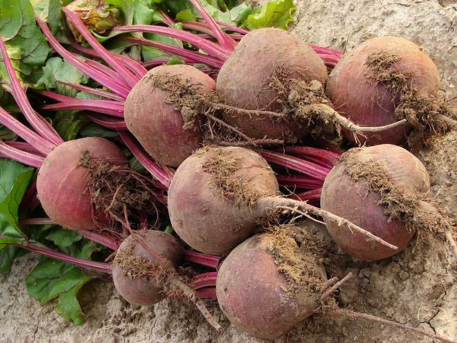 Organic Beet & Beetroot Seed