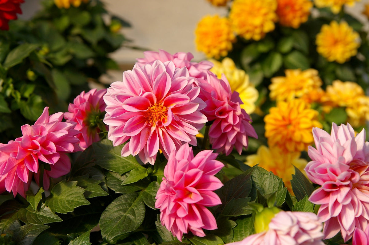 Dahlia Seeds For Bright Summer Colour