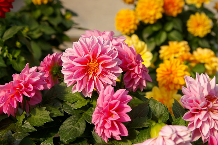 Dahlia Seeds For Bright Summer Colour