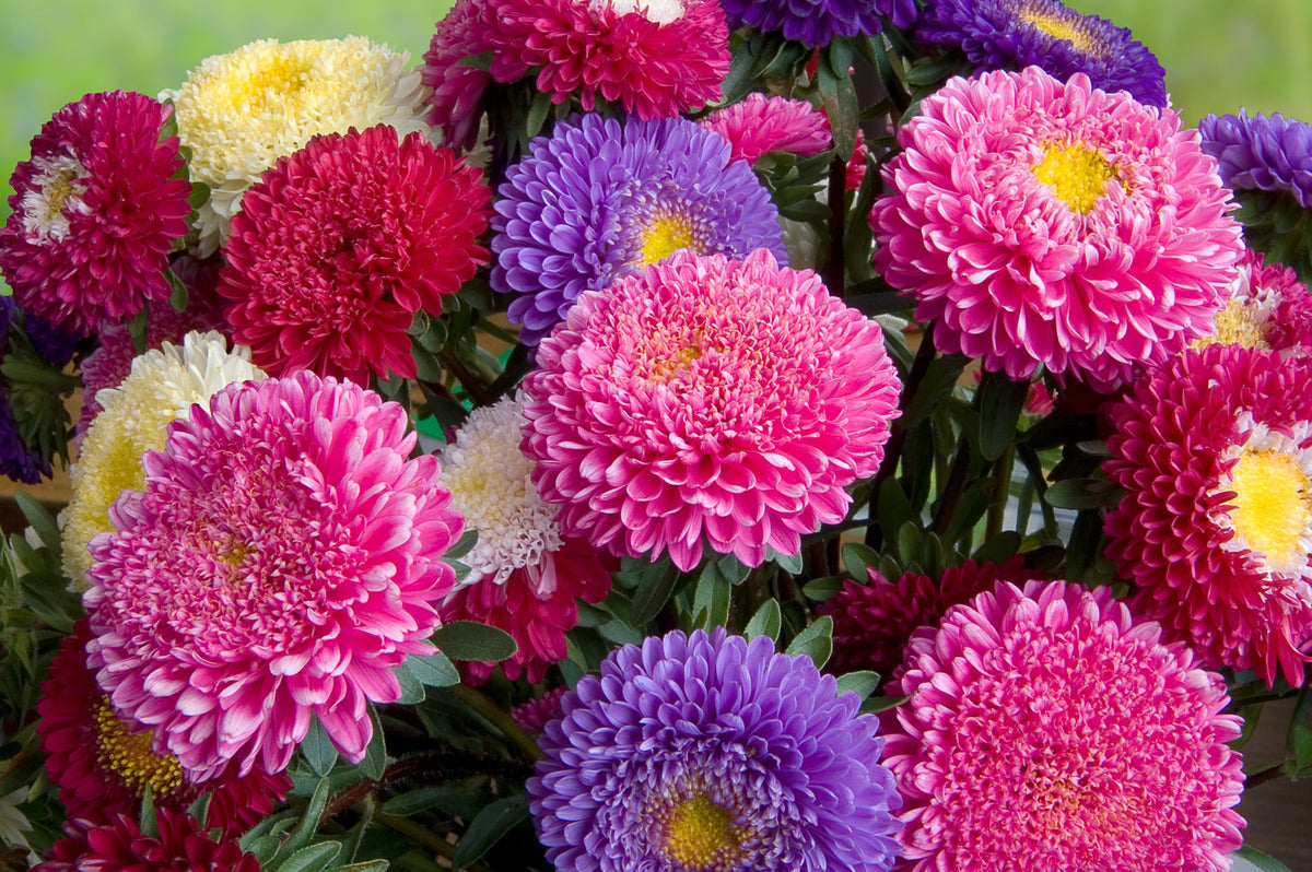 Aster Seeds