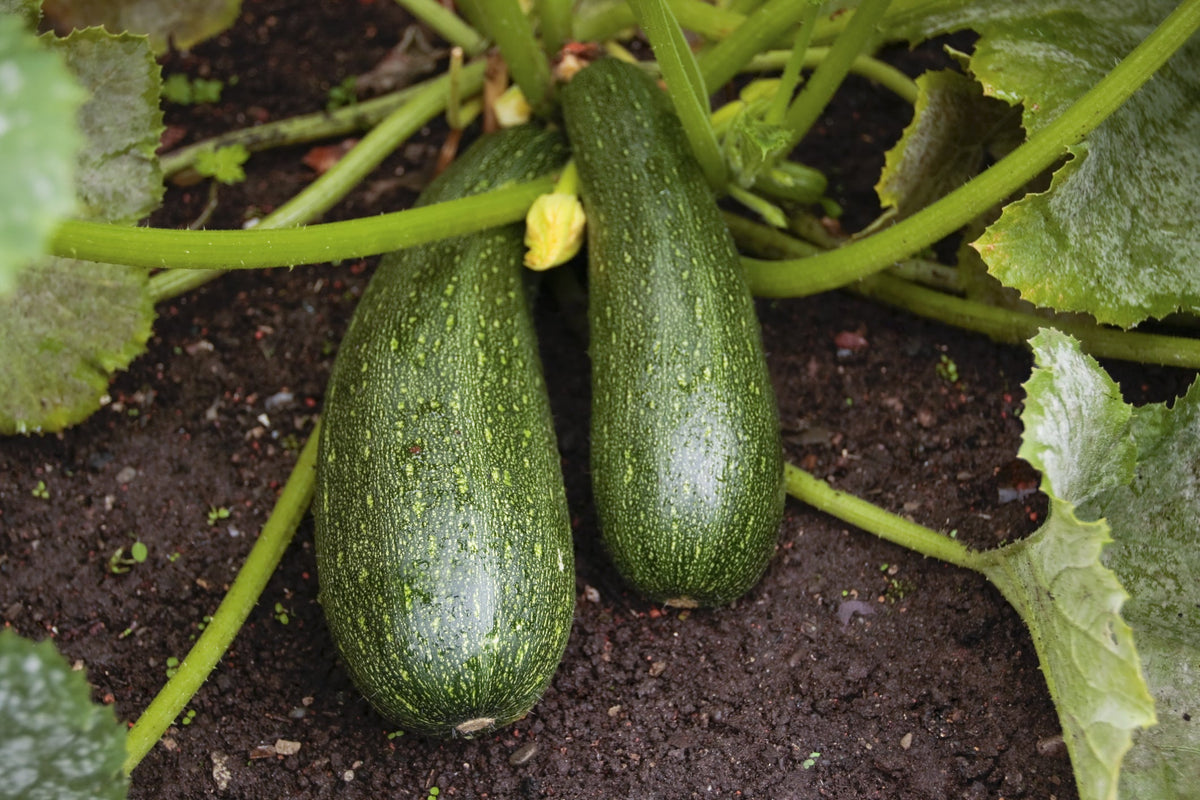 Marrow Seed