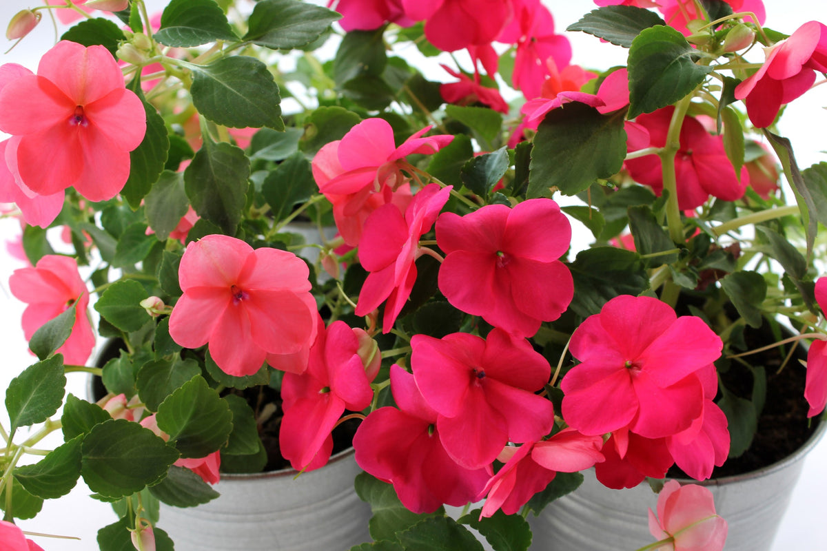 Impatiens Busy Lizzie