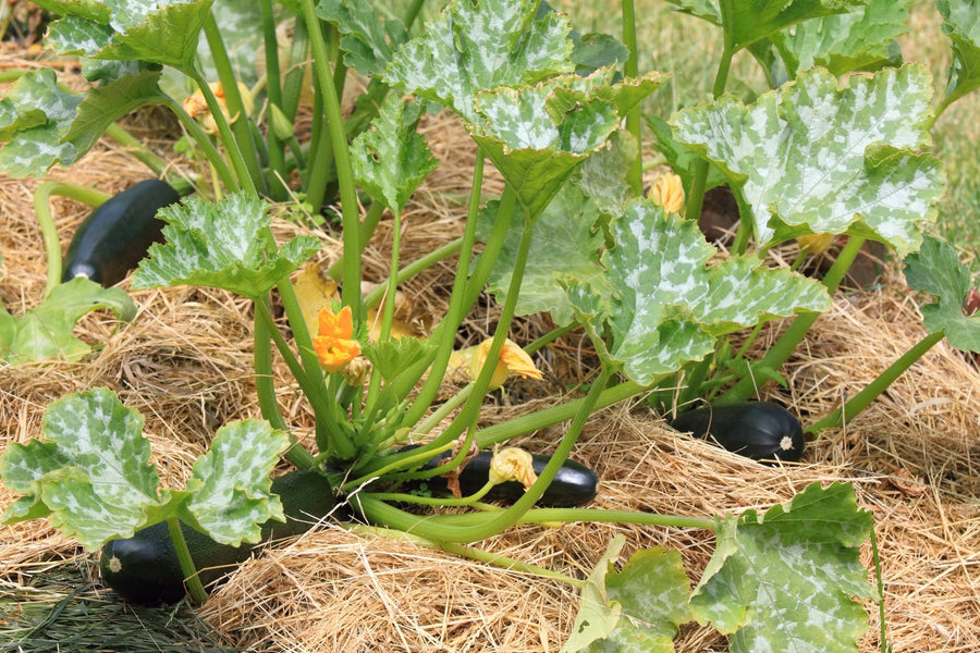 Organic Courgette Seed