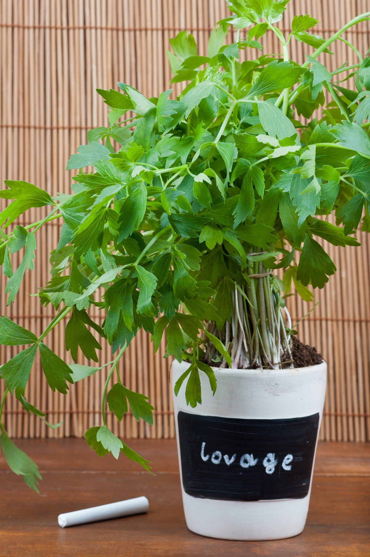 Lovage Seed