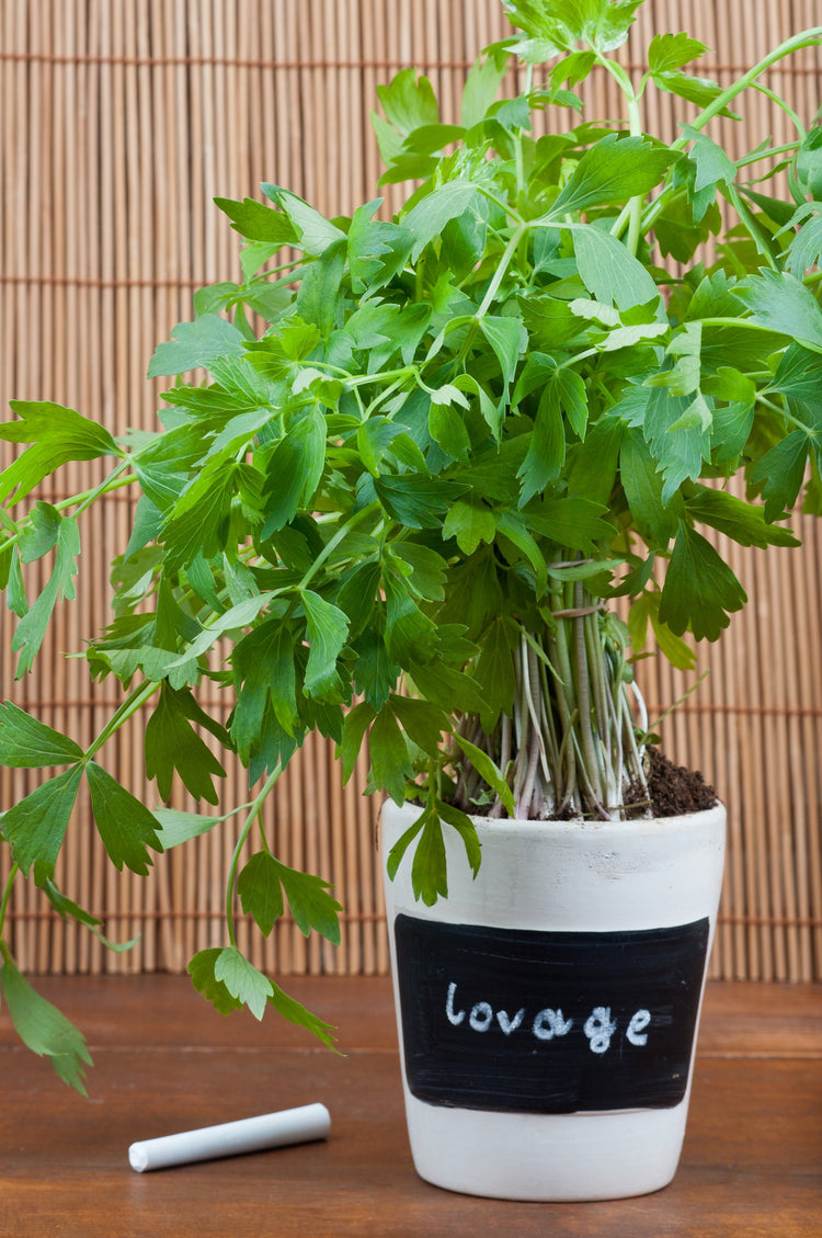Lovage Seed