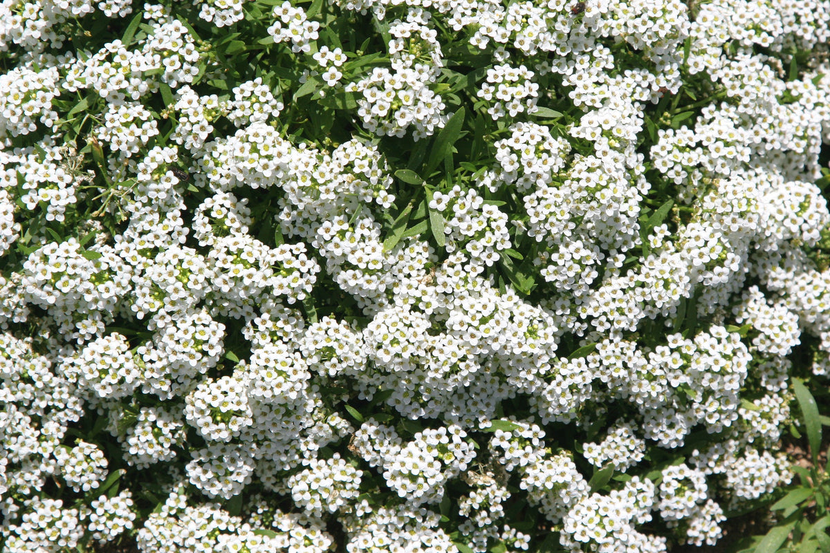 Alyssum Seed