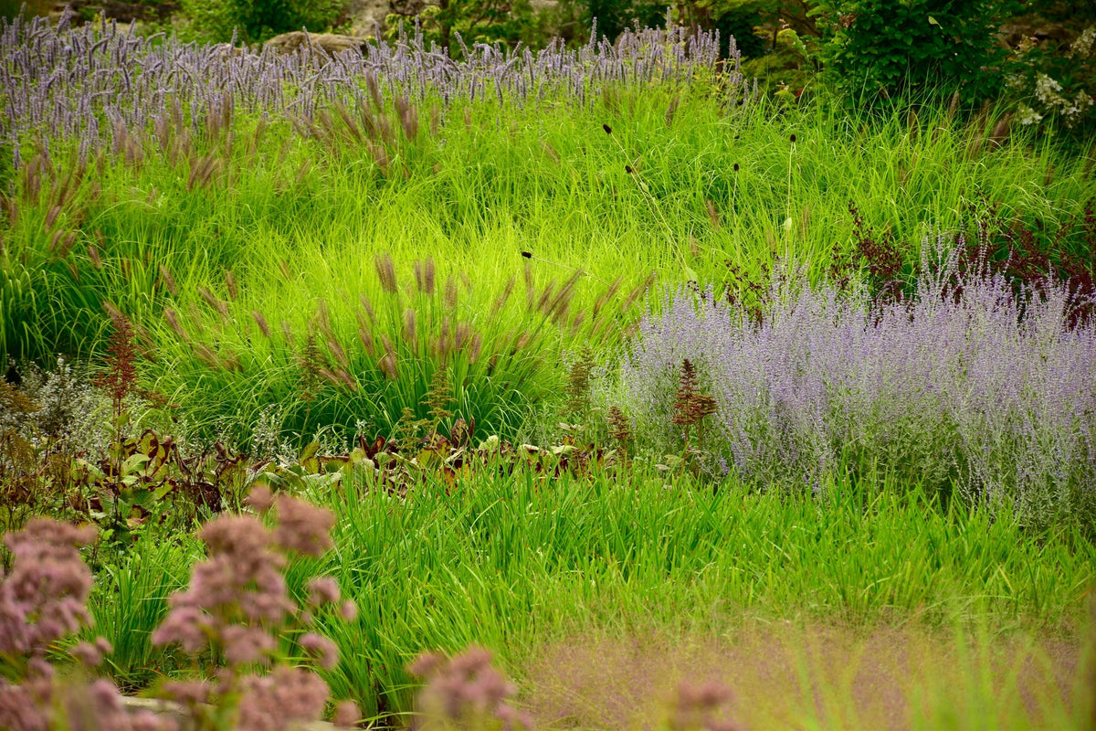 Ornamental Grasses seed