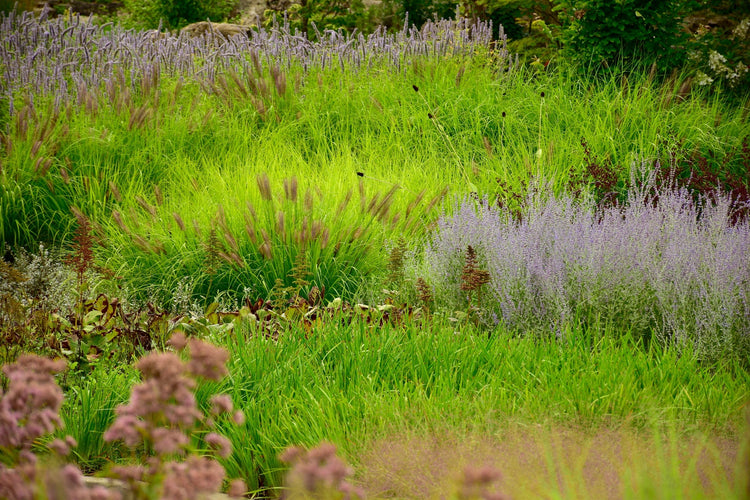 Ornamental Grasses seed
