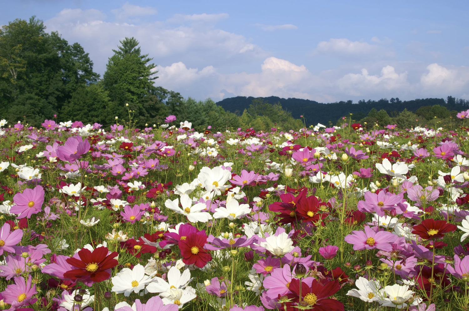 Cosmos Seeds