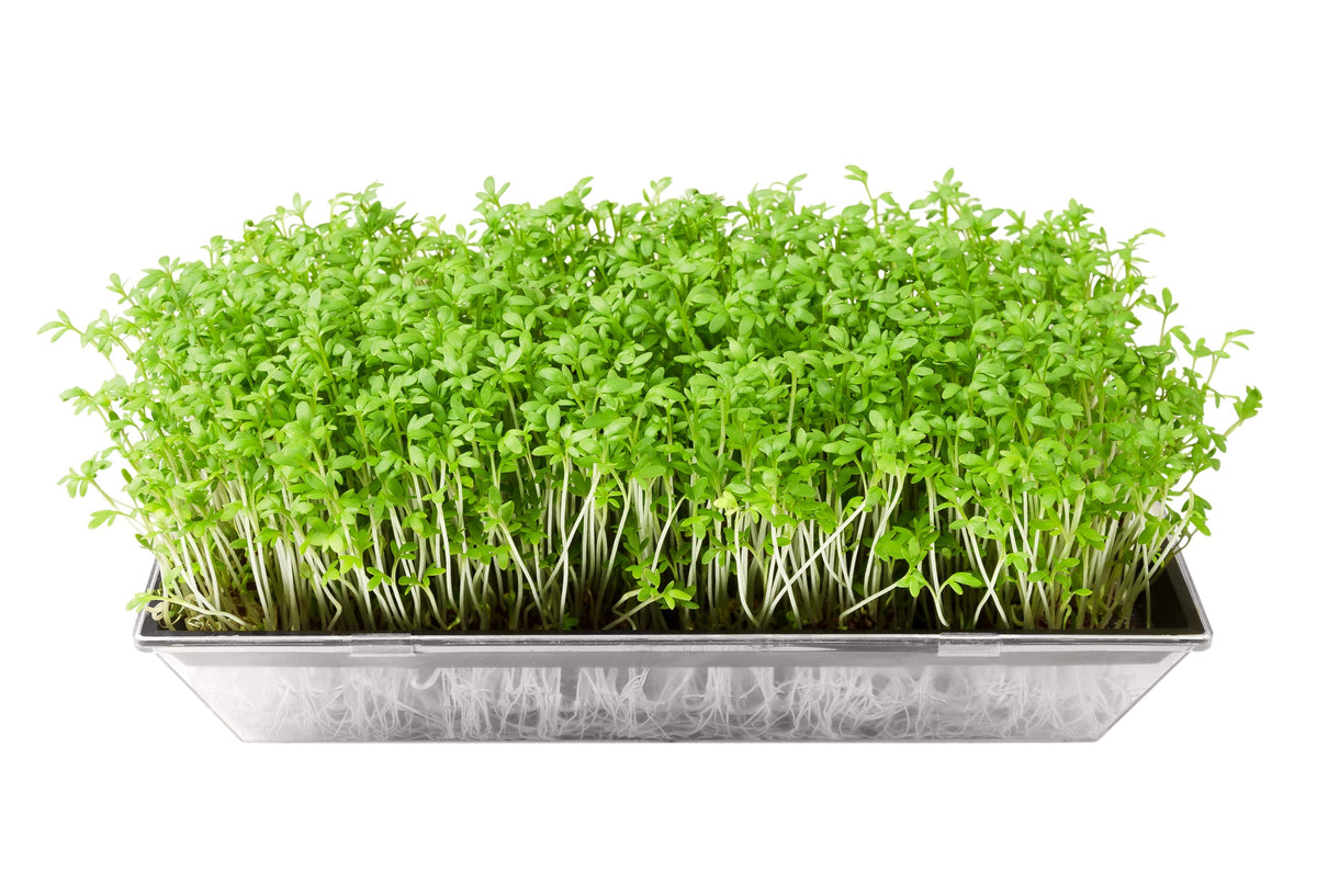 Cress Seed