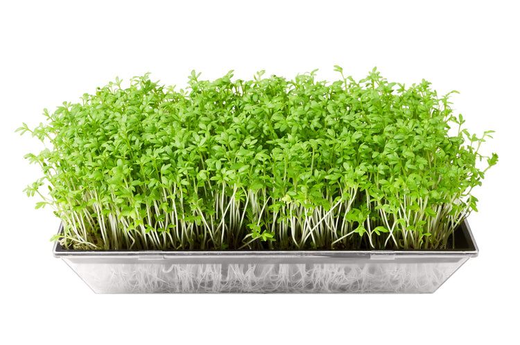 Cress Seed