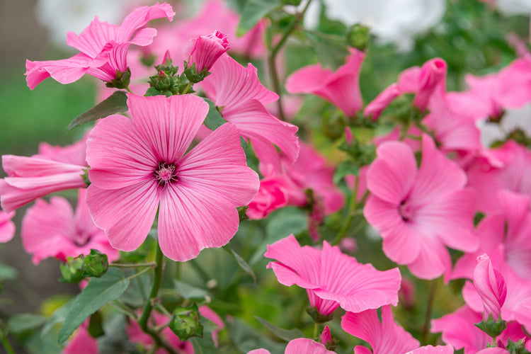 Lavatera Seeds – Annual Mallow