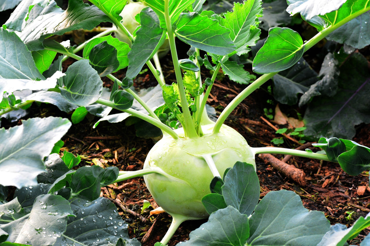 Kohl Rabi Seed
