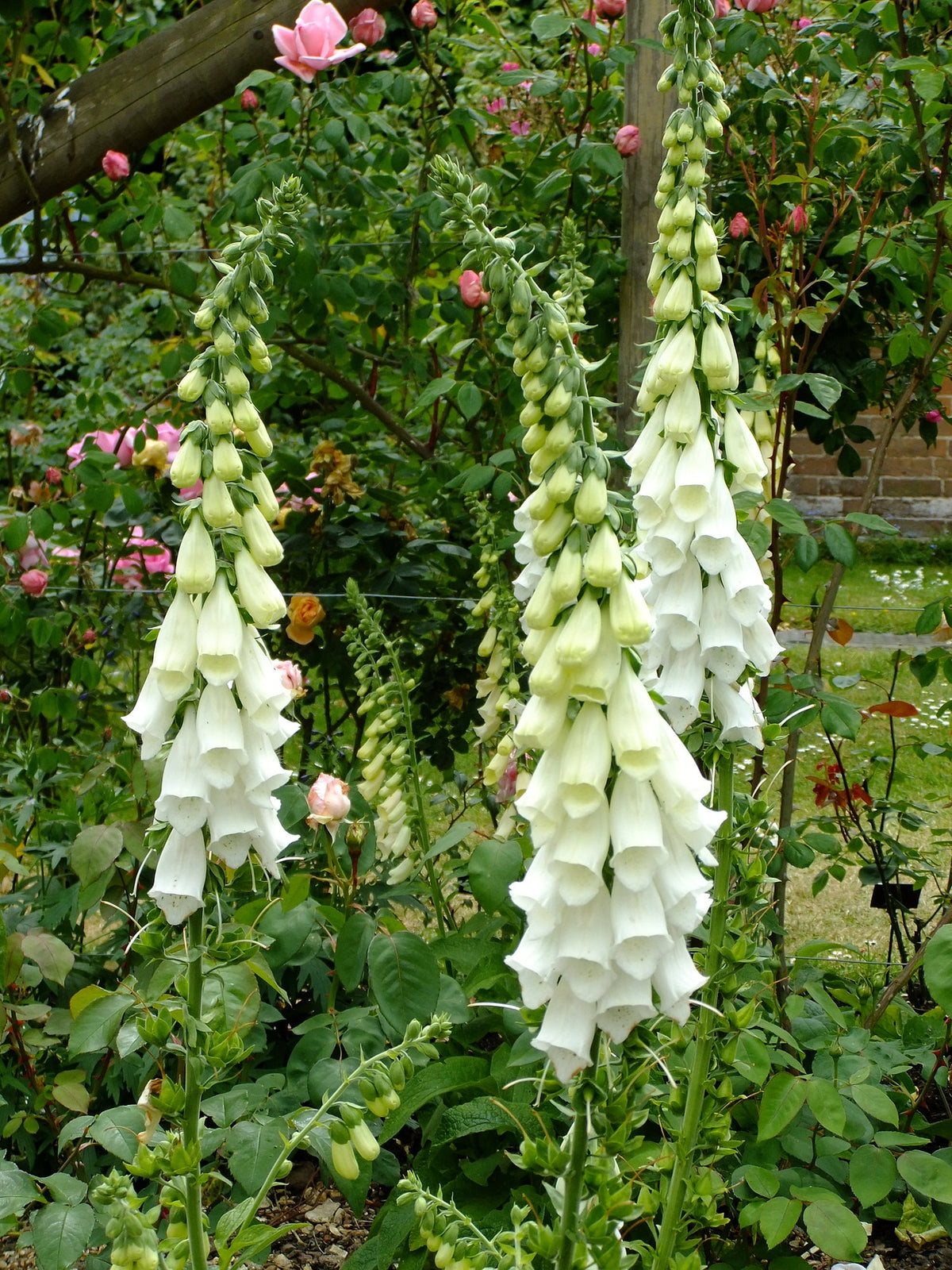 Digitalis Foxglove Seed