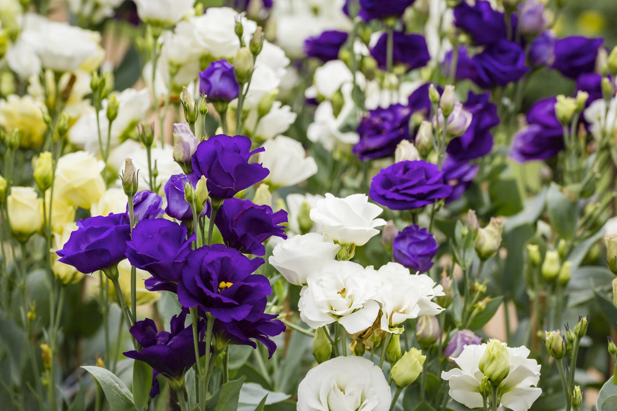 Lisianthus Seeds