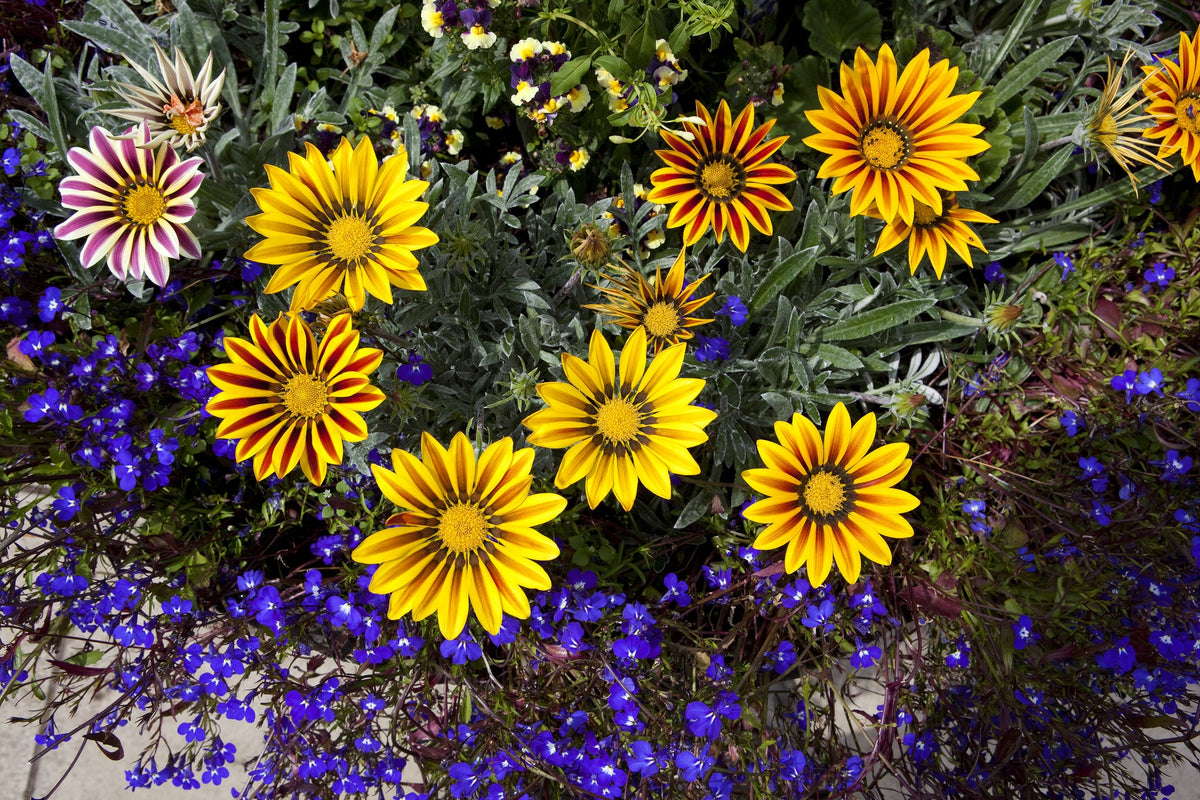 Gazania Seed