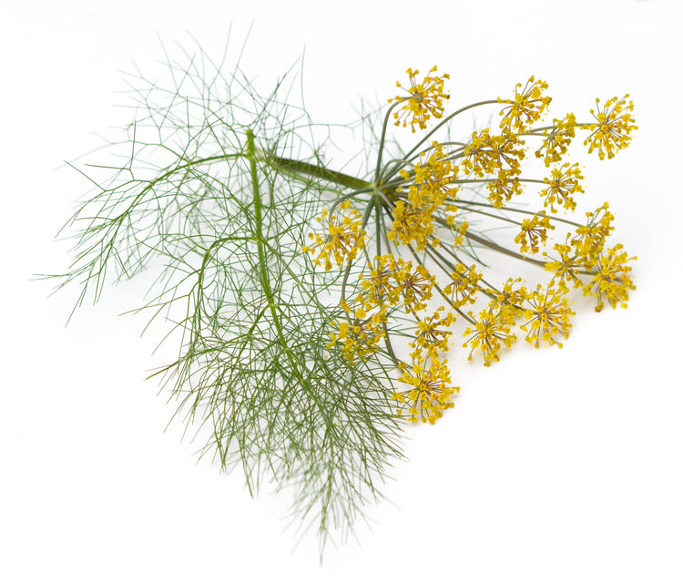 Fennel Seeds – Foeniculum vulgare