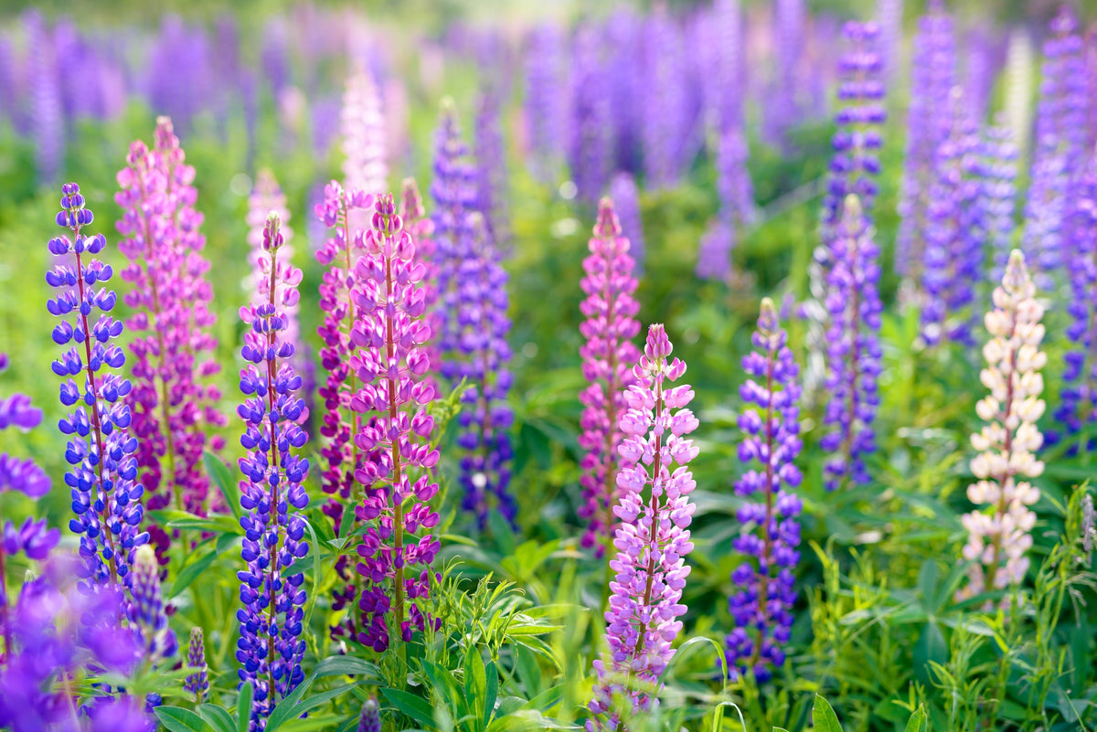 Lupin Seed
