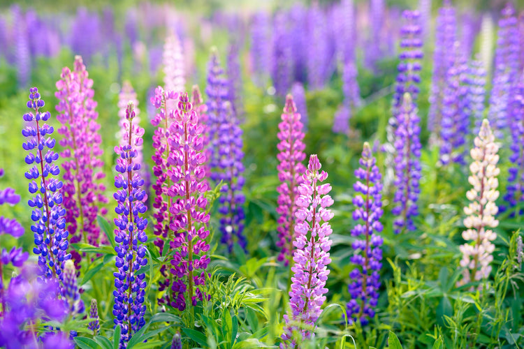 Lupin Seed