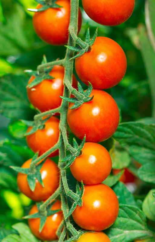 Tomato Seeds