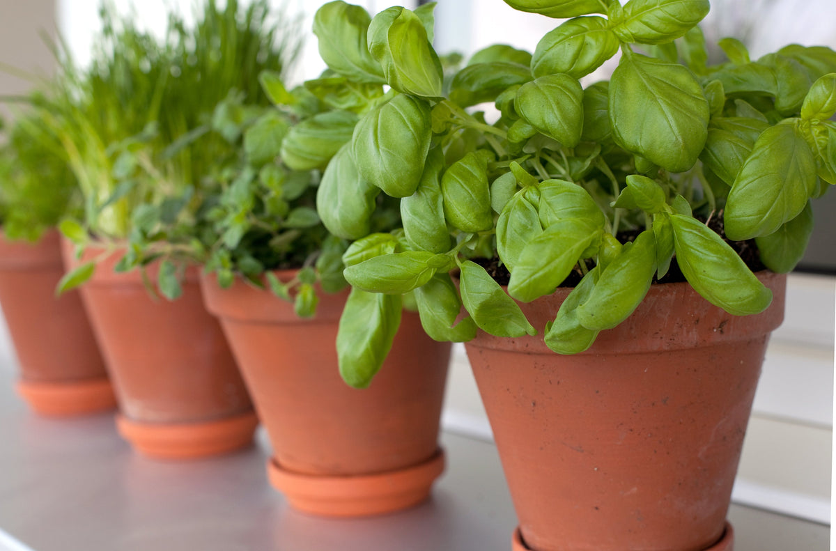 Windowsill Herb Seeds