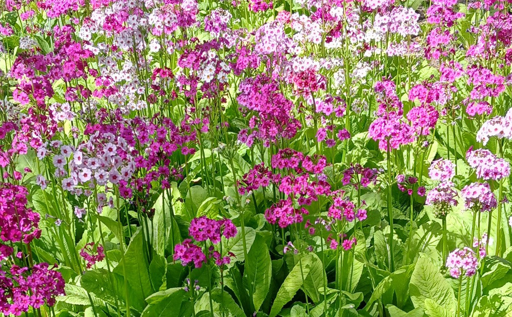 Primula Seeds