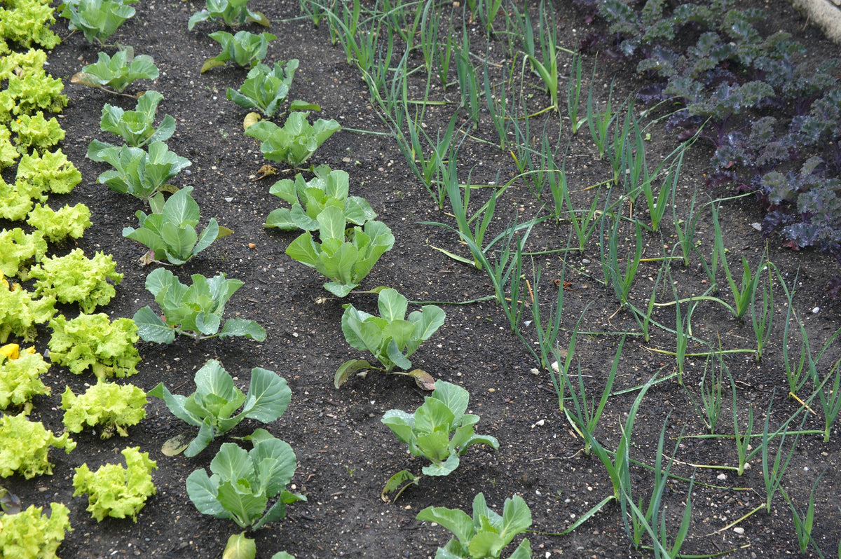 Vegetable Seeds