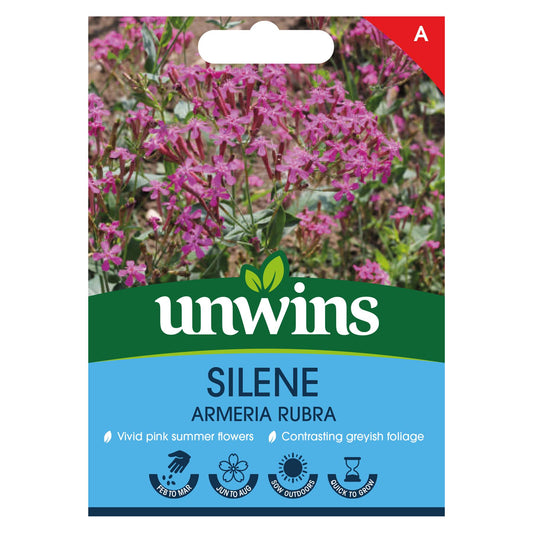 Unwins flower Silene armeria Rubra - 200 Seeds