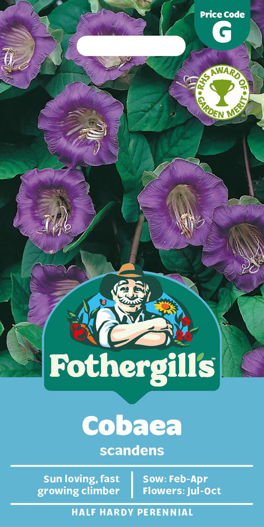 Fothergills Cobaea Scandens Seeds