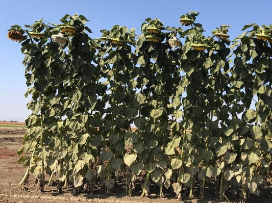 Sunflower American Giant Seeds