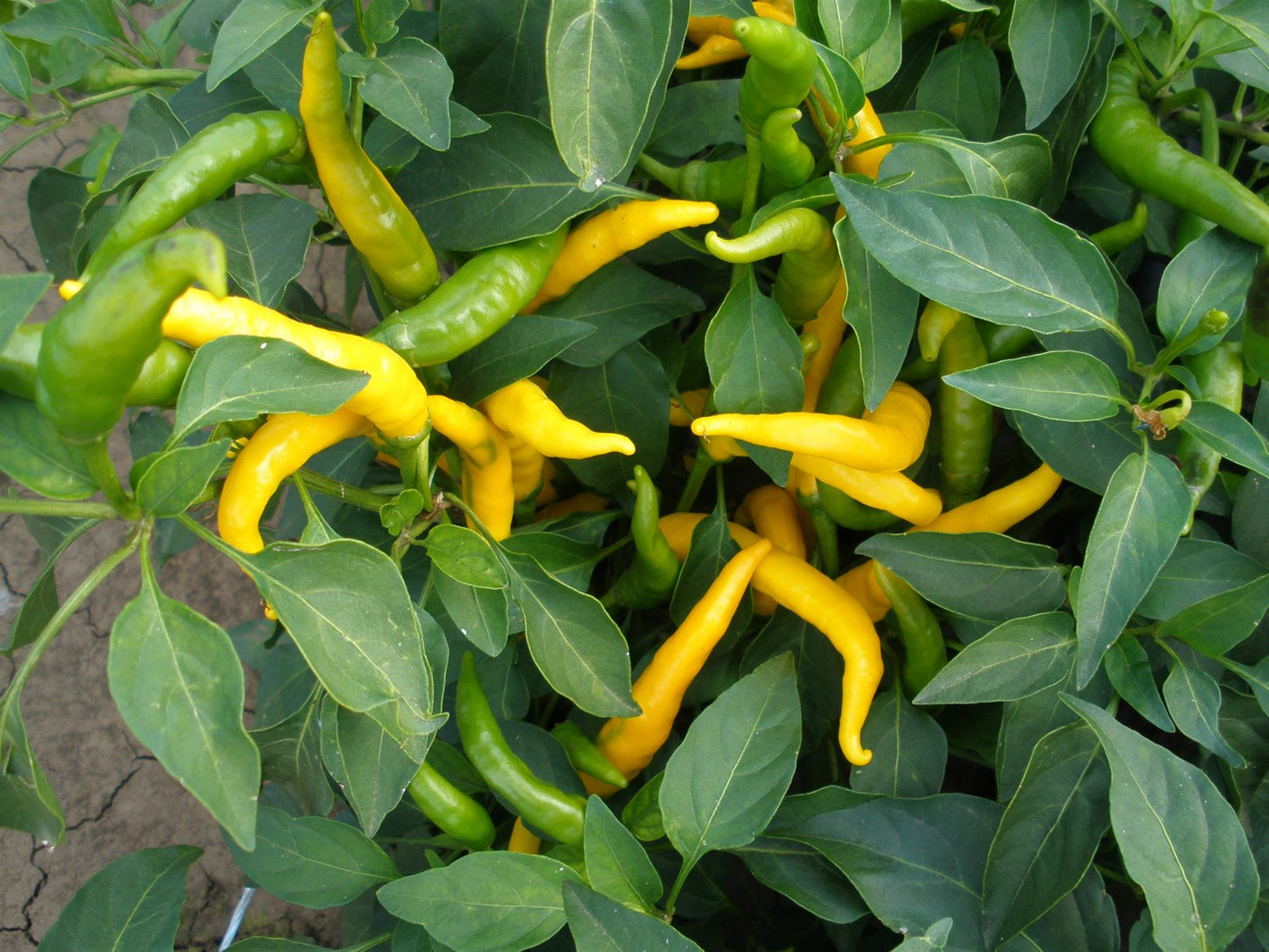 Chilli Pepper Hot Kristian Seeds