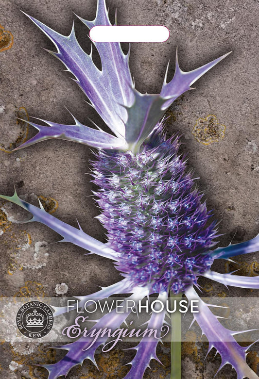 Thompson & Morgan Kew Flower Eryngium Leavenworth II - 25 Seeds