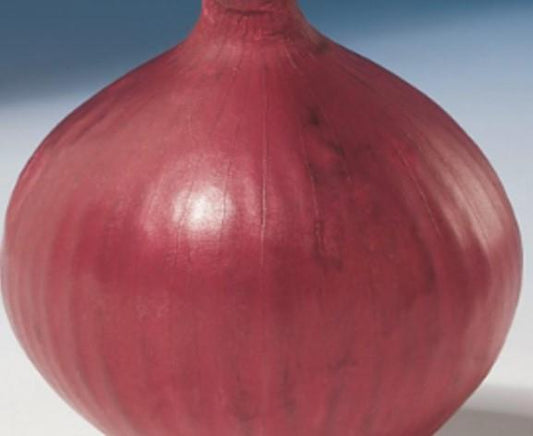 Onion Red Baron Seed