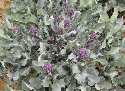 Organic Broccoli Purple Sprouting Santee F1 Hybrid Seeds