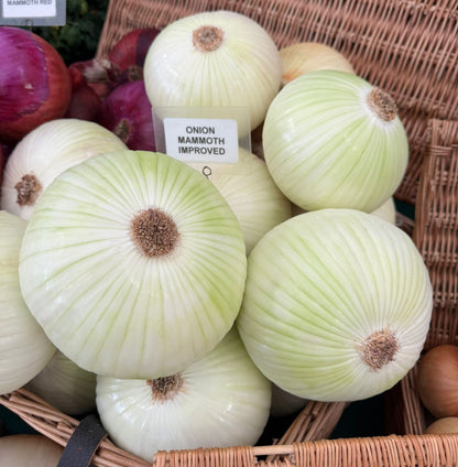 Robinsons Mammoth Onion Improved Seeds – Exhibition Giant Variety - 100 Seeds
