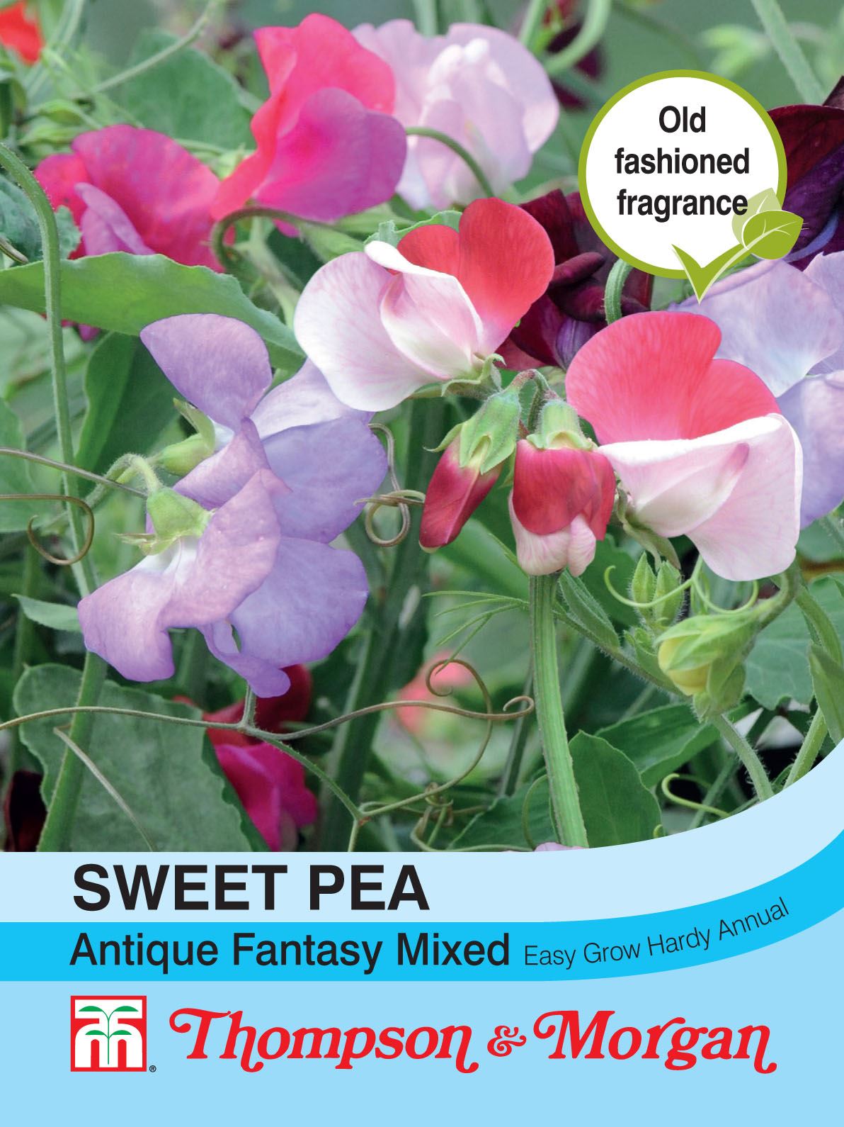 Thompson & Morgan Sweet Pea Antique Fantasy Mix Seed