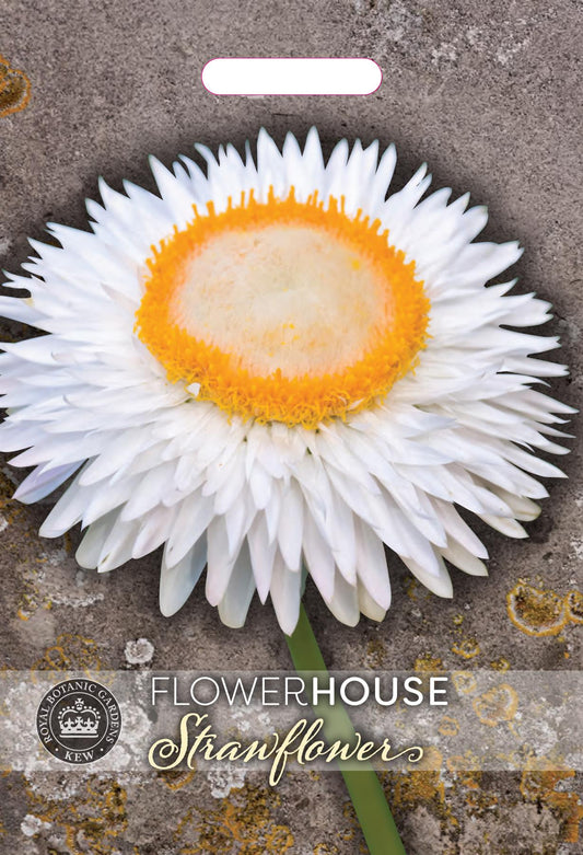 Thompson & Morgan Kew Flower Helichrysum bracteatum White - 500 Seeds